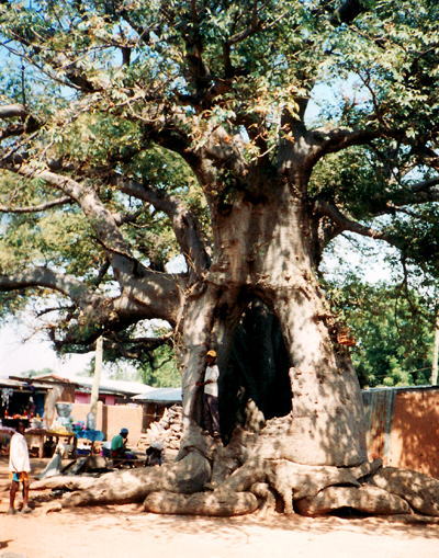 北部ボルガタンガの市場に聳えるバオバブの巨木