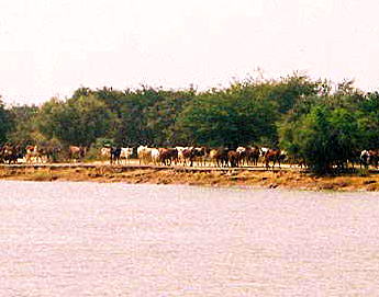 ニジェール河沿いを歩む牛の群れ：マリ